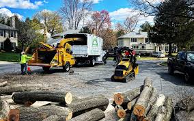 Reliable Burt, MI Tree Care Services Solutions