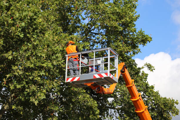 Best Tree Cabling and Bracing  in Burt, MI