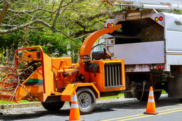 Best Root Management and Removal  in Burt, MI