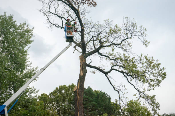 Best Tree Risk Assessment  in Burt, MI