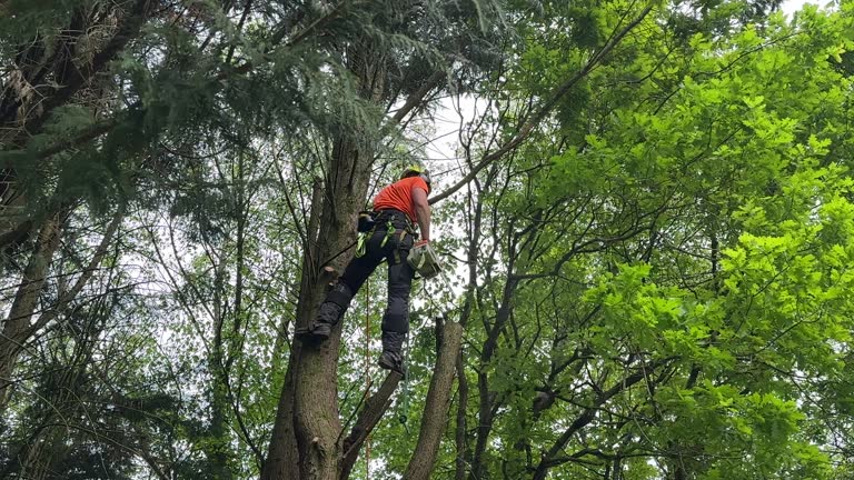 Best Tree Health Inspection  in Burt, MI