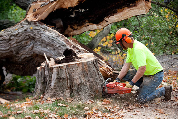 Best Fruit Tree Pruning  in Burt, MI