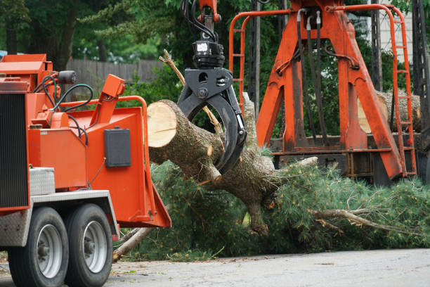 Best Hazardous Tree Removal  in Burt, MI