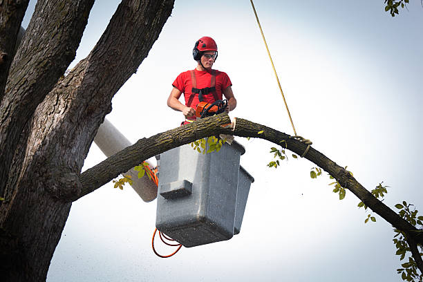  Burt, MI Tree Care Services Pros